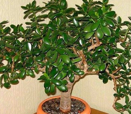 Денежное дерево